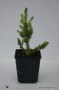 Picea abies Will zwerg 2 -jarig
